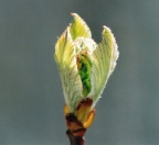 Sorbus aria, Alisier blanc