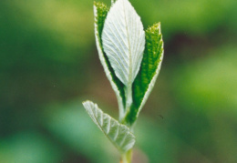 Sorbus aria, Alisier blanc