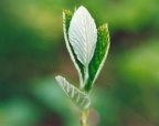Sorbus aria, Alisier blanc