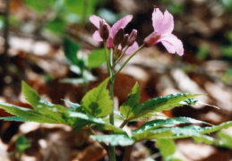 Cardamine pentaphyllos