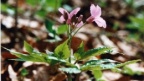 Cardamine pentaphyllos