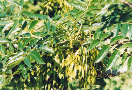 Fraxinus excelsior, Frêne commun