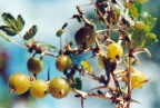 Ribes uva-crispa