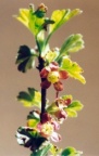 Ribes uva-crispa