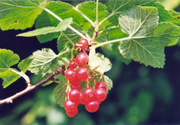 Ribes rubrum