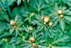 Trollius europaeus, Trolle d'Europe