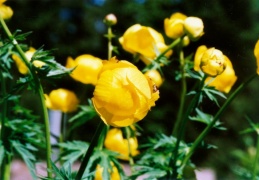 Trollius europaeus, Trolle d'Europe