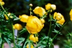 Trollius europaeus, Trolle d'Europe