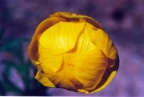 Trollius europaeus, Trolle d'Europe