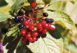 Viburnum lantana, Viorne lantane