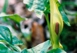 Arum maculatum, Gouet