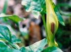 Arum maculatum, Gouet