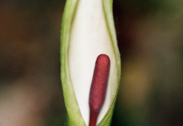 Arum maculatum, Gouet