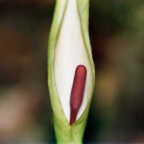 Arum maculatum, Gouet