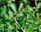 Melica nutans