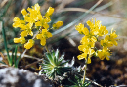 Draba aizoides