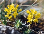 Draba aizoides