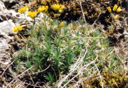 Draba aizoides, Drave aïzoon