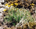 Draba aizoides, Drave aïzoon