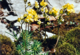 Draba aizoides