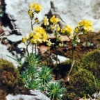 Draba aizoides