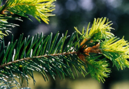 Pseudotsuga menziesii