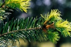 Pseudotsuga menziesii