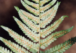 Dryopteris filix-mas