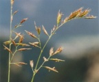 Festuca rubra