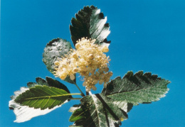 Sorbus mougeotii, Sorbier de Mougeot