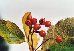 Sorbus mougeotii, Sorbier de Mougeot