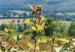 Arctium lappa, Bardane commune