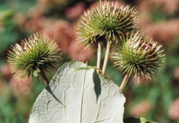 Arctium lappa, Bardane commune