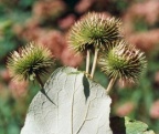 Arctium lappa, Bardane commune