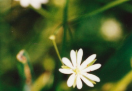 Stellaria graminea