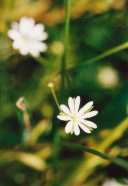 20010600_courfaivre_st-joseph_stellaria_graminea_01.jpg