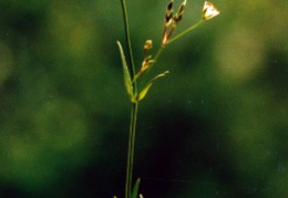 Stellaria graminea