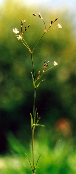 20010600_courfaivre_st-joseph_stellaria_graminea_02.jpg