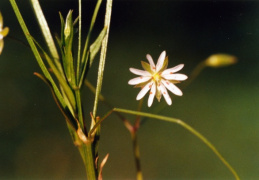 Stellaria graminea