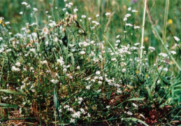 Stellaria graminea