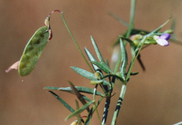 Vicia tetrasperma, Vesce à quatre graines