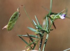 Vicia tetrasperma, Vesce à quatre graines