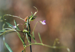 Vicia tetrasperma, Vesce à quatre graines