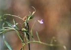 Vicia tetrasperma, Vesce à quatre graines