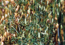 Vicia tetrasperma, Vesce à quatre graines