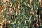 Vicia tetrasperma, Vesce à quatre graines