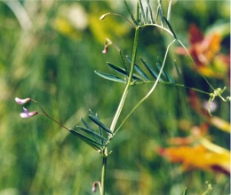 Vicia tetrasperma, Vesce à quatre graines