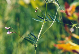 Vicia tetrasperma, Vesce à quatre graines