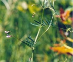 Vicia tetrasperma, Vesce à quatre graines