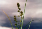 Carex guestphalica